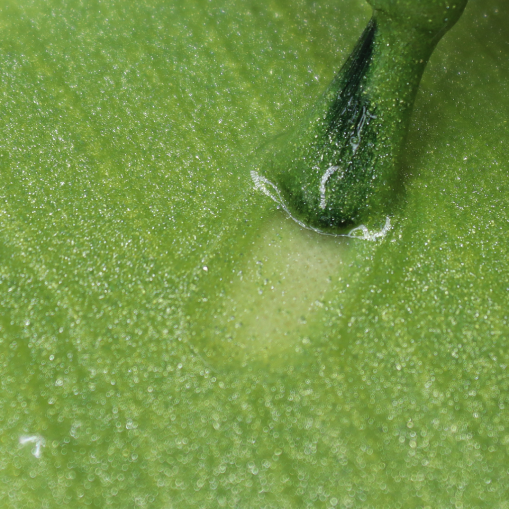 Collection Smoothie – Image 4