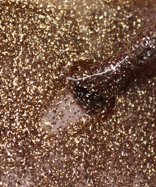 Harmonia vernis semi permanent